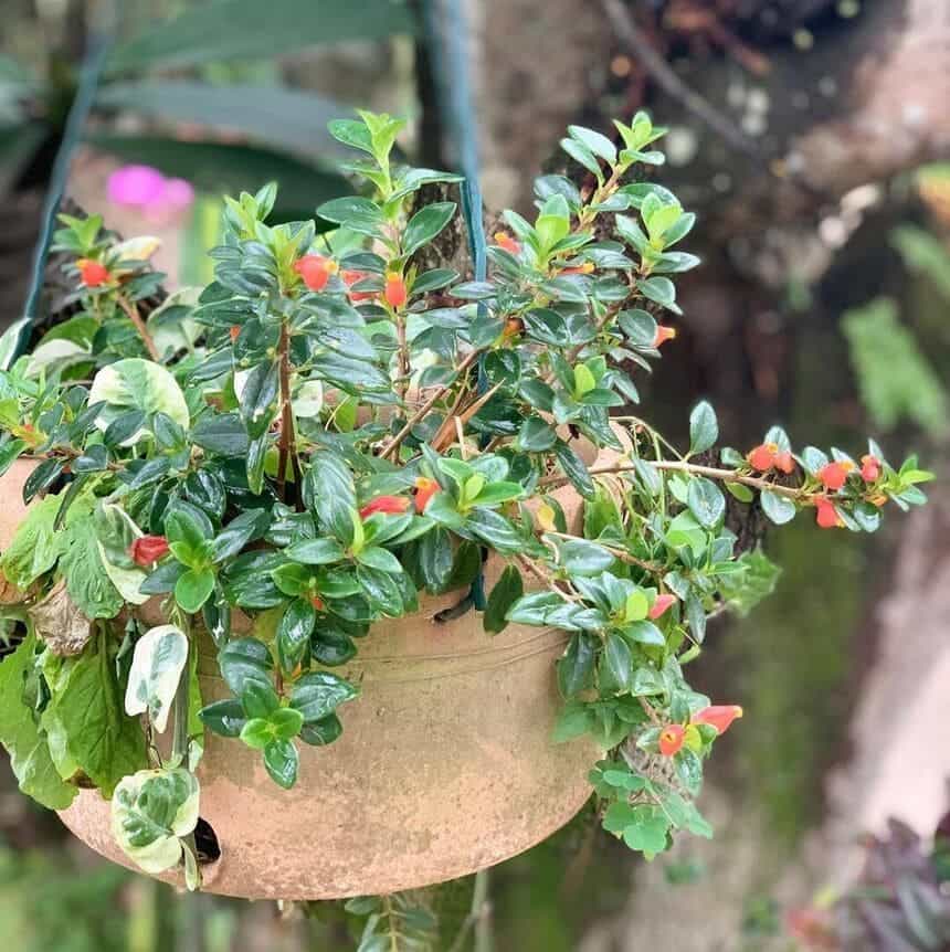 Plantas pendentes de sombra: 5 variedades de fácil cultivo para tem em casa.