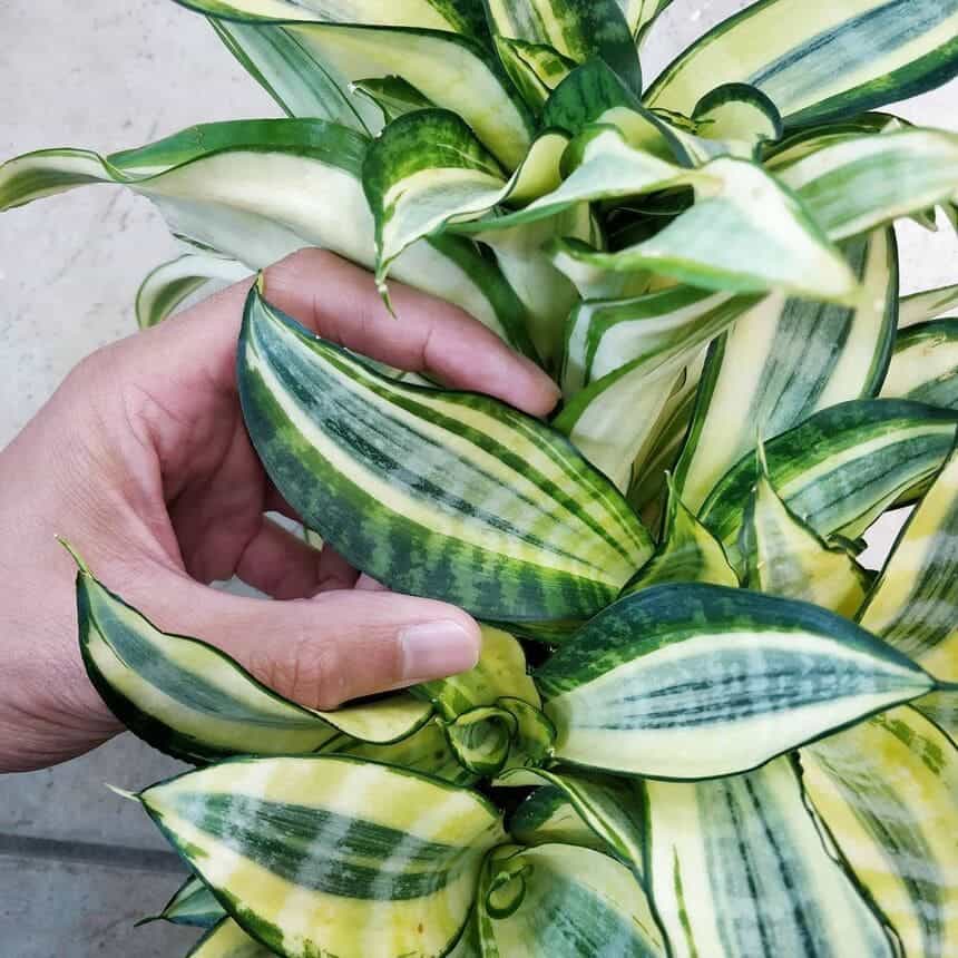 Sansevieria Golden Hahnii: como cuidar da planta que lembra uma lança?