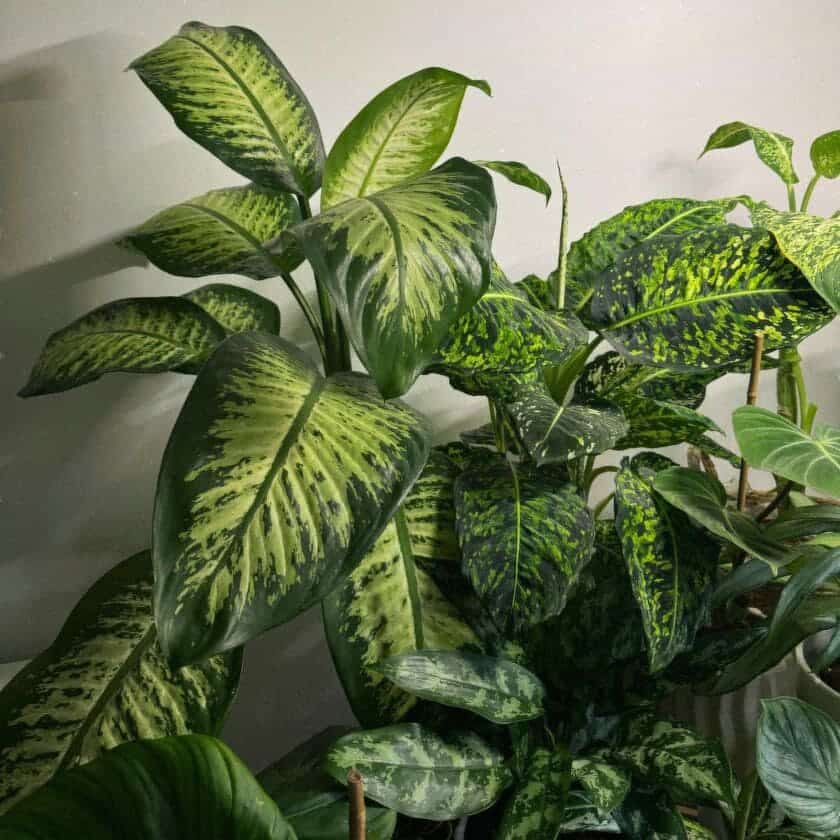 Comigo-ninguém-pode: a folhagem de presença forte que transforma e protege os ambientes