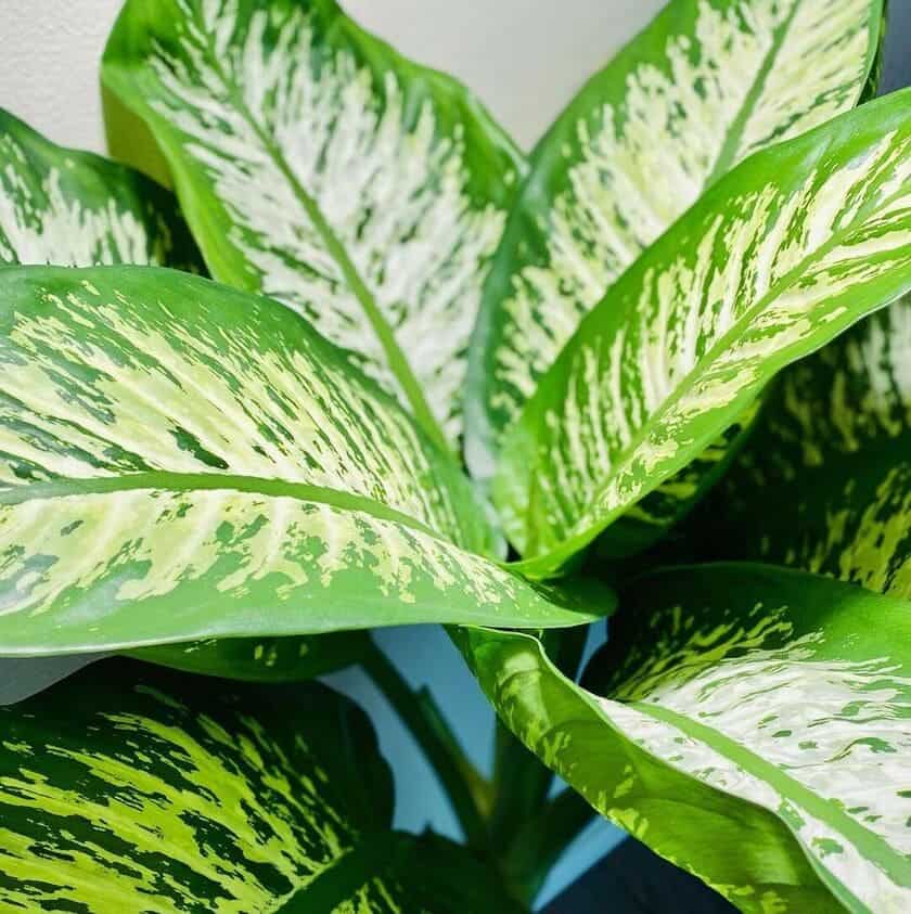 5 Dicas para Cuidar da Planta Comigo-Ninguém-Pode no Inverno