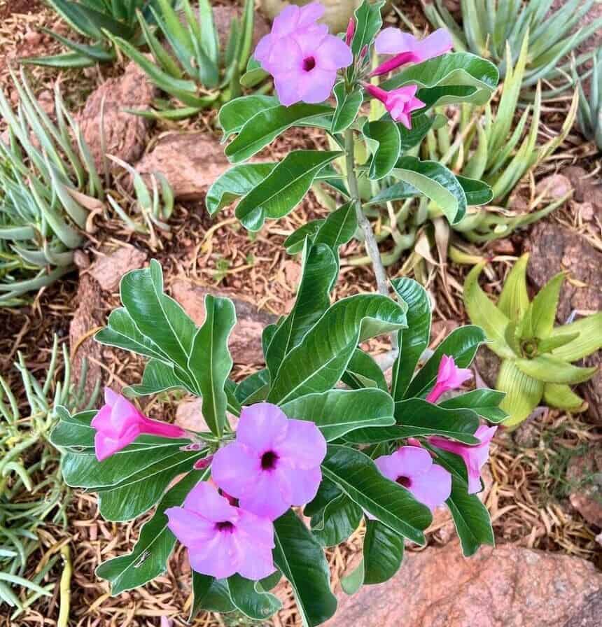 Adenium boehmianum: uma suculenta exótica e venenosa