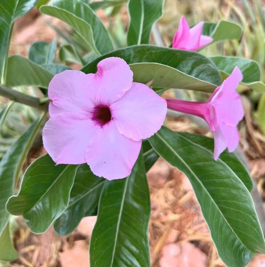 Adenium boehmianum: uma suculenta exótica e venenosa