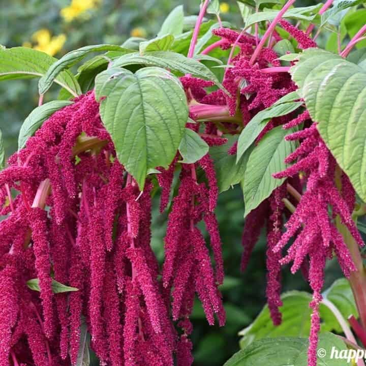 Amaranto (Amaranthus spp.): Guia Completo para Cultivo e Variedades