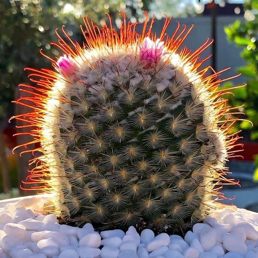 Cacto mammillaria bombycina: como cultivar essa espécie florida repleta de espinhos?