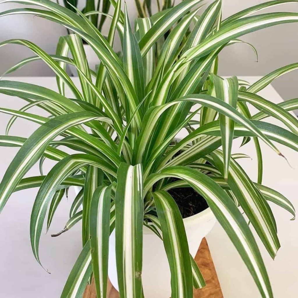 Clorofito (Chlorophytum comosum): Desvende os Segredos para Cultivar essa Maravilha de Fácil Cultivo