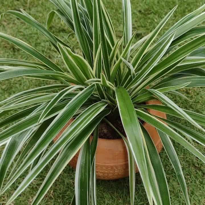 Clorofito (Chlorophytum comosum): Desvende os Segredos para Cultivar essa Maravilha de Fácil Cultivo