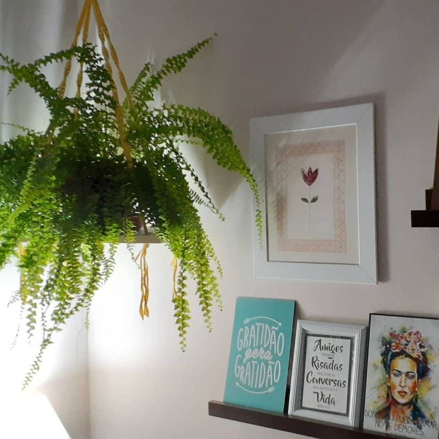 Como Cuidar de uma Samambaia na Sala? Guia definitivo com Dicas Práticas