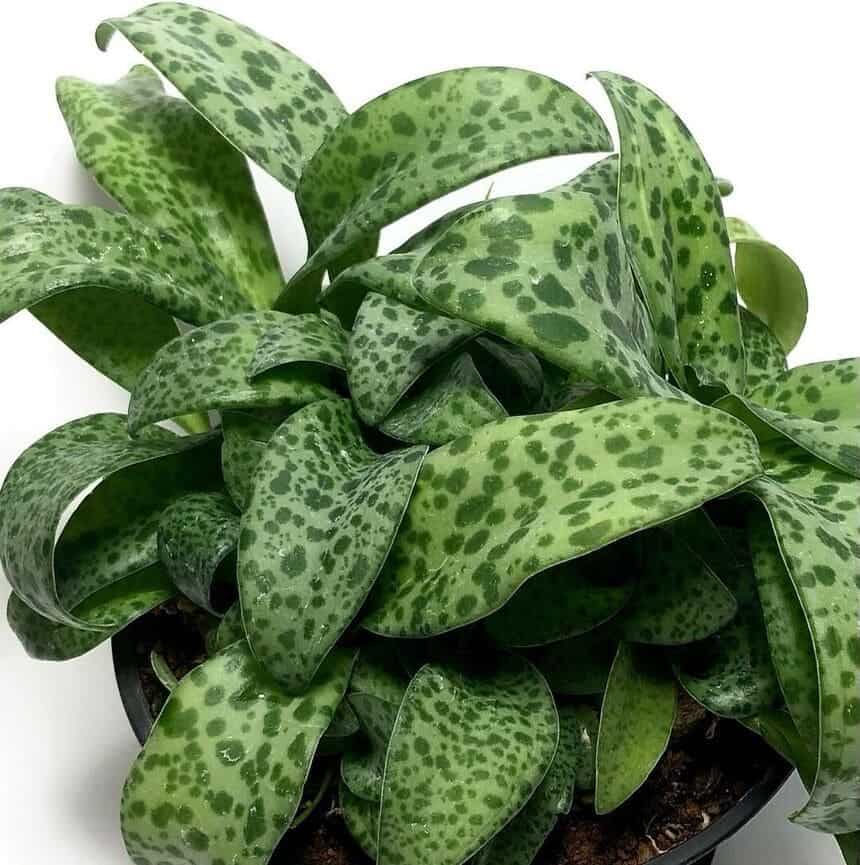 Ledebouria socialis, uma joia botânica: conheça a Escila.