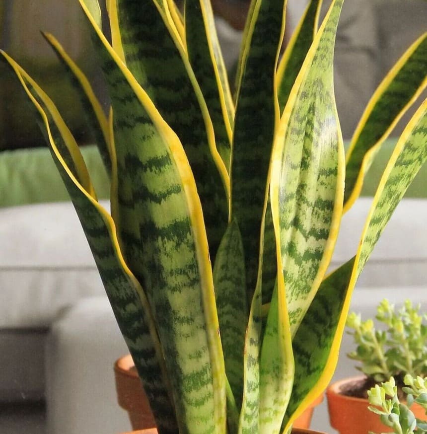 4 Plantas Antimofo para Manter Sua Casa Livre de Umidade