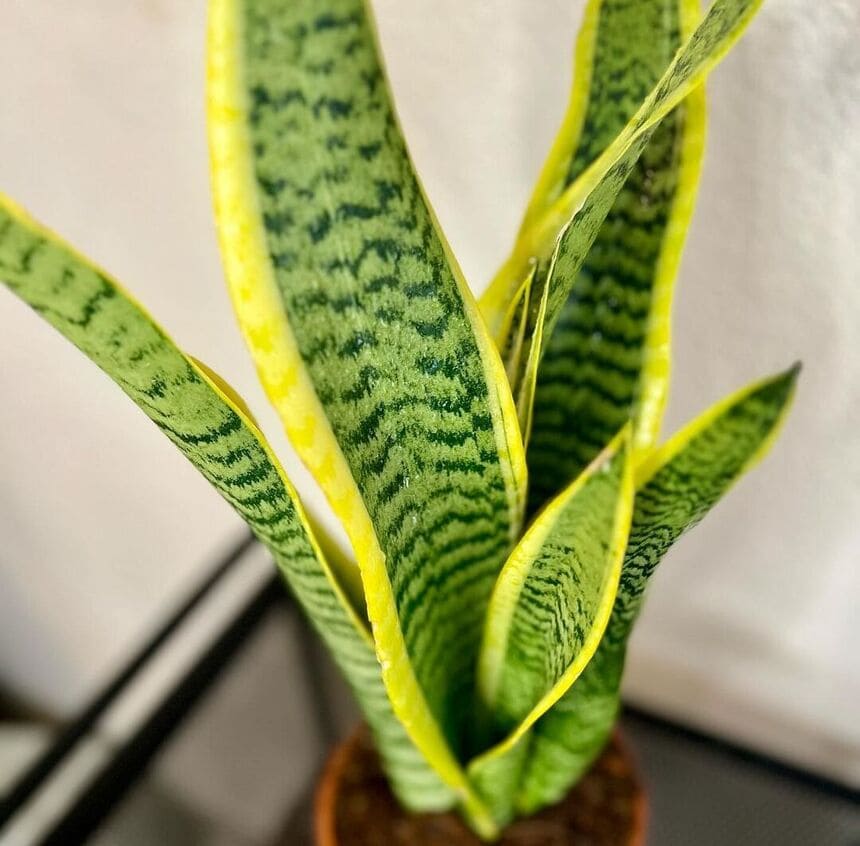 Lingua-de-Sogra (Sansevieria trifasciata): Guia Completo para Cultivo e Cuidados