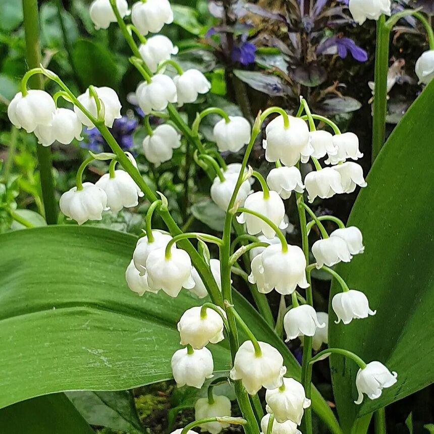 Lírio-do-vale: uma flor delicada e perfumada para o seu jardim