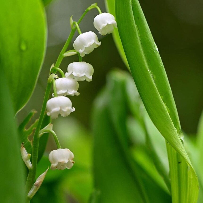 Lírio-do-vale: uma flor delicada e perfumada para o seu jardim