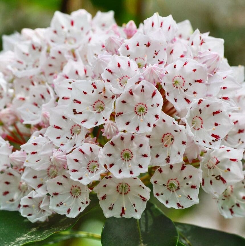 Louro-americano: um arbusto vistoso de floração abundante.