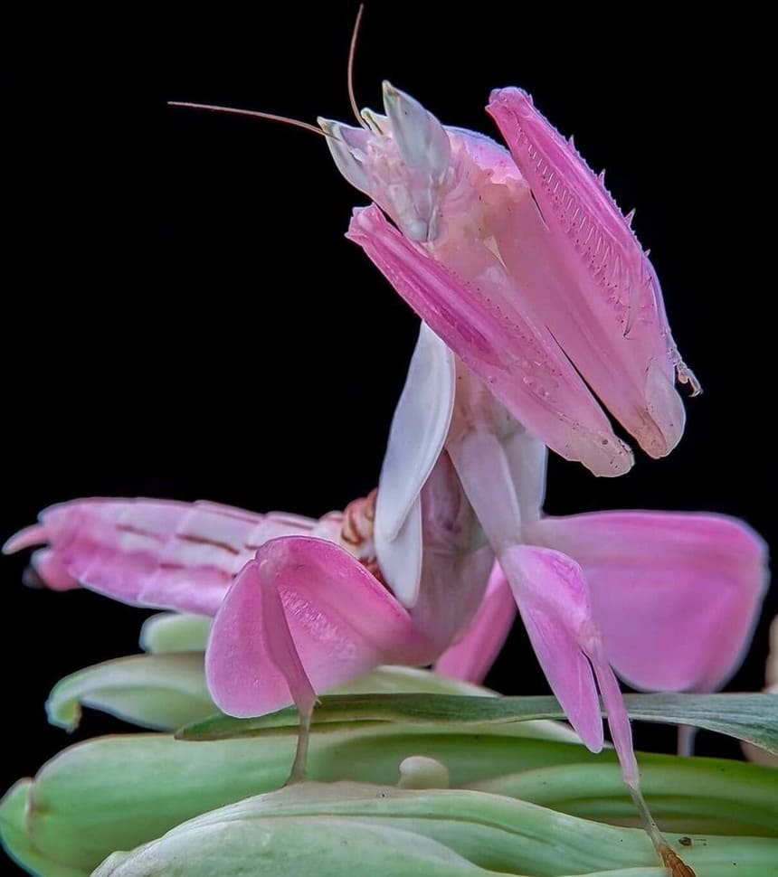 Louva-a-deus orquídea: a incrível camuflagem de um inseto exótico