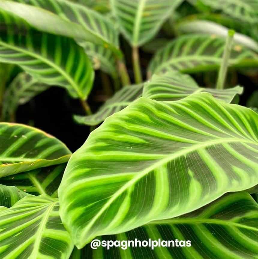 4 Plantas que São Amigas dos Pets para ter no jardim ou dentro de casa.