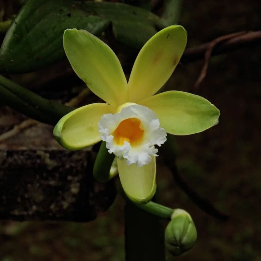 Vanilla planifolia: a orquídea baunilha que produz frutos comestíveis.