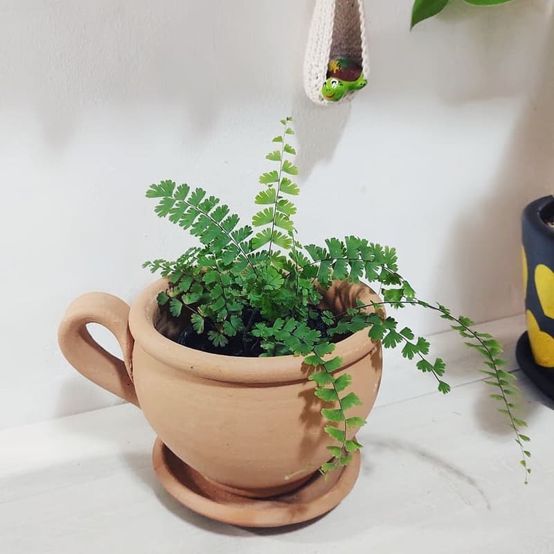 Plantas que promovem bem-estar em casa.