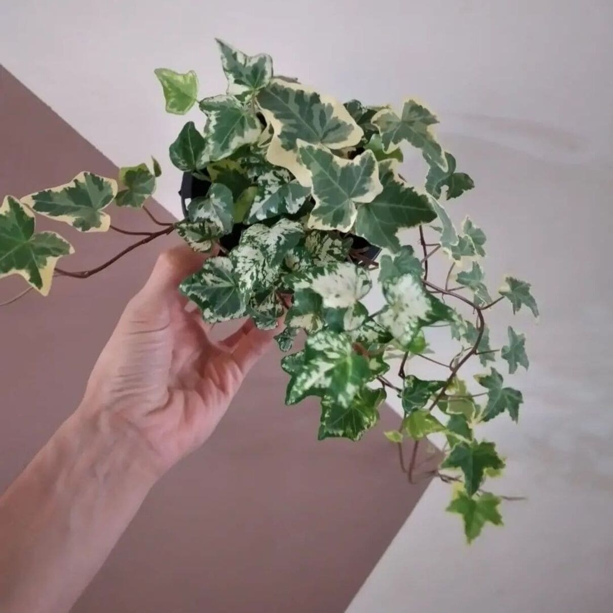 Plantas que promovem bem-estar em casa.