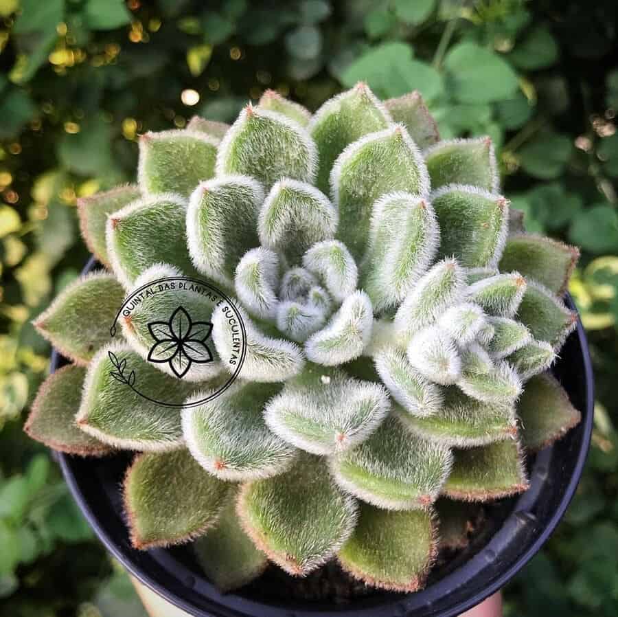 Suculentas pilosas: tudo o que você precisa saber sobre essas peludinhas.