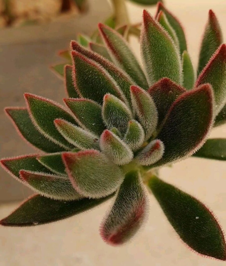 Suculentas pilosas: tudo o que você precisa saber sobre essas peludinhas.