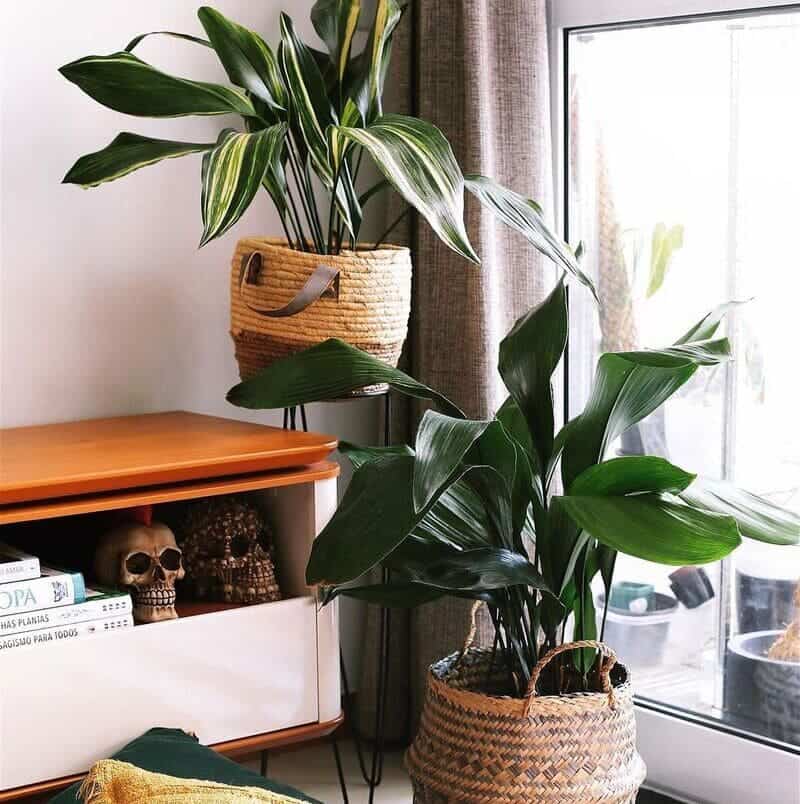 Plantas para Jardim de Inverno: Crie um Refúgio Verde Dentro de Casa