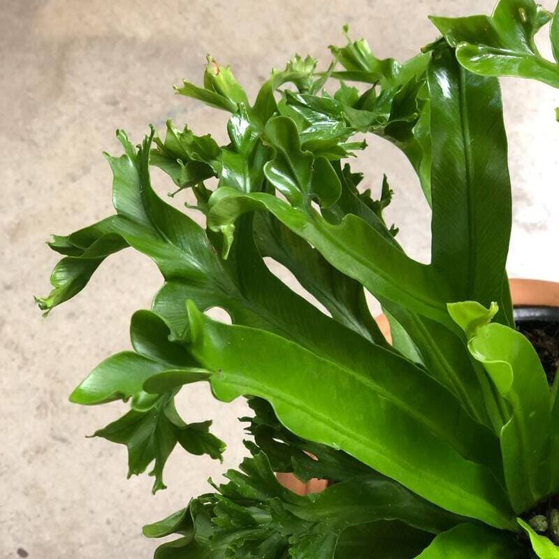 Asplenium crissie: Como cuidar da popular samambaia-ninho-de-passarinho?