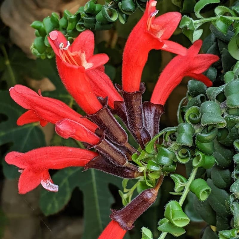 Columeia batom (Aeschynanthus radicans): uma planta exótica e colorida para o seu jardim