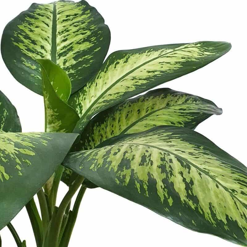 Como cuidar de comigo ninguém pode? 4 cuidados essenciais para o seu cultivo.