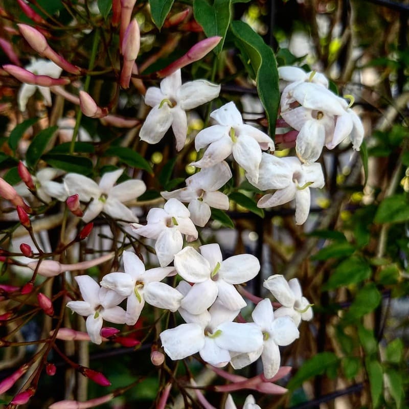 5 Plantas Trepadeiras com Flores para cultivar em Vasos
