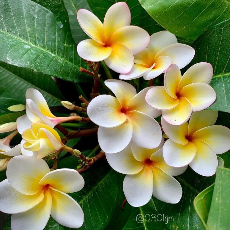 Plantas que florescem o tempo todo? Sim, elas existem e vão transformar seu jardim