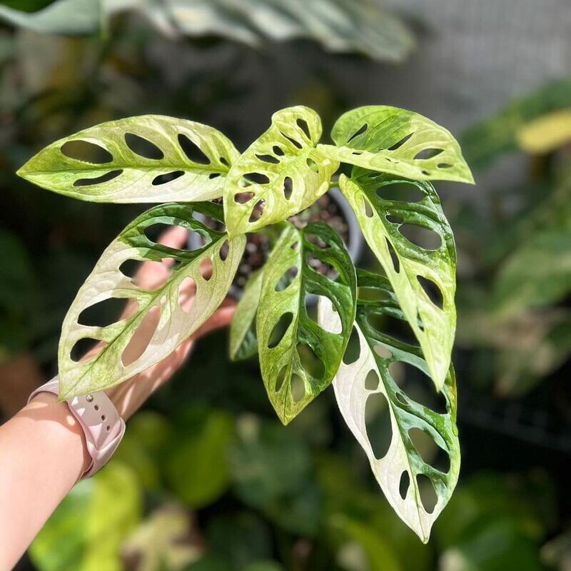 Monstera adansonii: Descubra fatos surpreendentes sobre a planta das folhas perfuradas