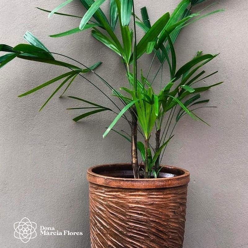 Como cuidar da ráfia e aproveitar todo o seu potencial ornamental