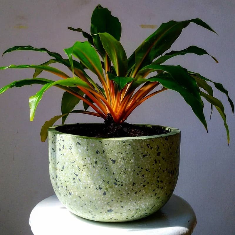 5 Plantas de sombra Perfeitas para Cultivar em Ambientes com Pouca Luz