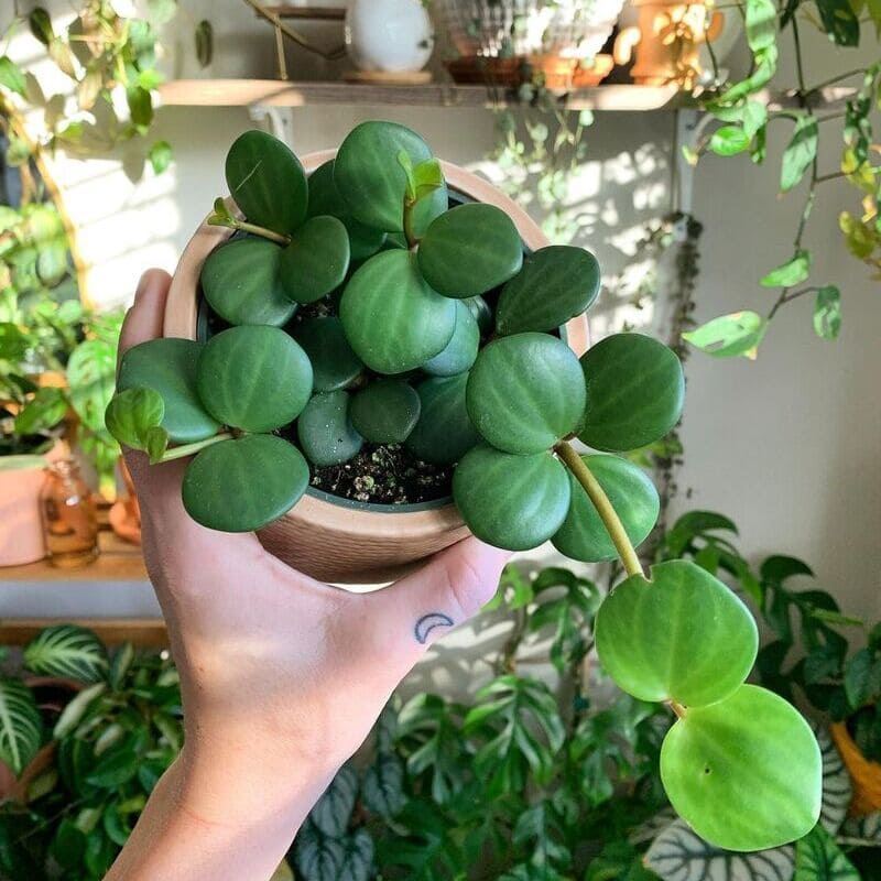 4 Plantas de Fácil Cultivo para Decorar o Quarto