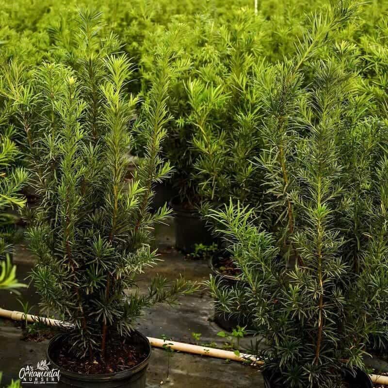 Quer um jardim encantador? Conheça 5 Plantas para serem cultivadas em pleno sol.