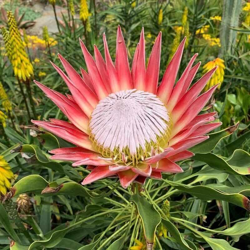 Protea cynaroides: A Rainha das Suculentas. Saiba como cultivar!
