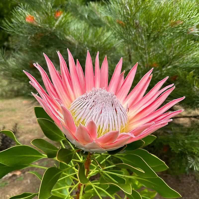 Protea cynaroides: A Rainha das Suculentas. Saiba como cultivar!