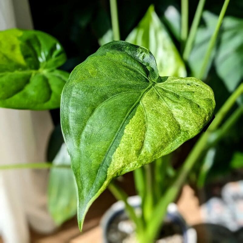 Cuidados com a Alocasia Cucullata: Tudo que Você Precisa Saber para Ter Sucesso no Cultivo