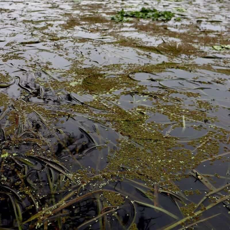 Azolla: A pequena samambaia aquática estudada por seu potencial uso como biocombustível
