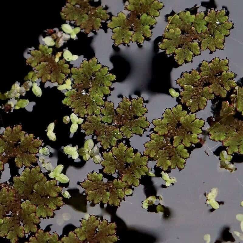 Azolla: A pequena samambaia aquática estudada por seu potencial uso como biocombustível