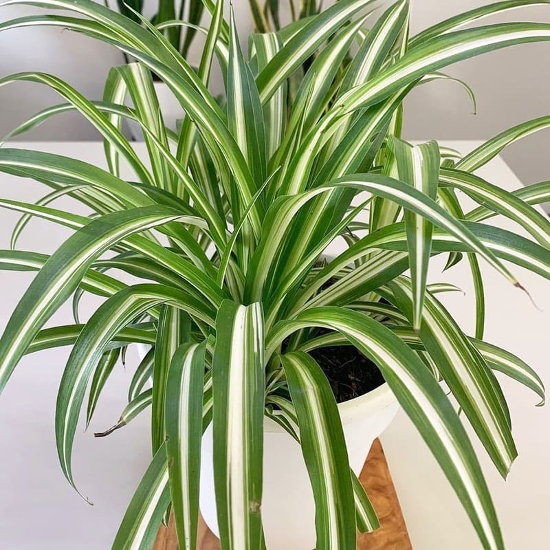 Clorofito: variedades, cultivo e cuidados com a "planta aranha"