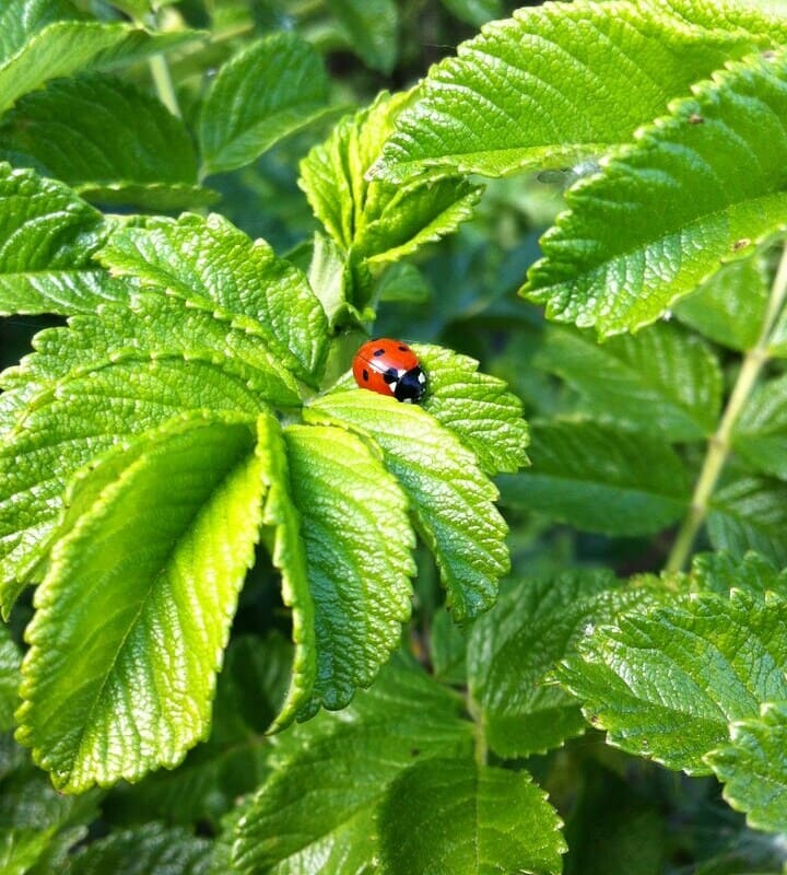 5 plantas aromáticas para cultivar na varanda e afastar insetos naturalmente