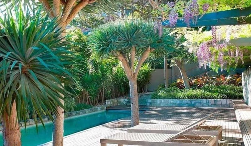 Dracaena draco: Descubra os segredos para cultivar essa planta única e embelezar seu jardim