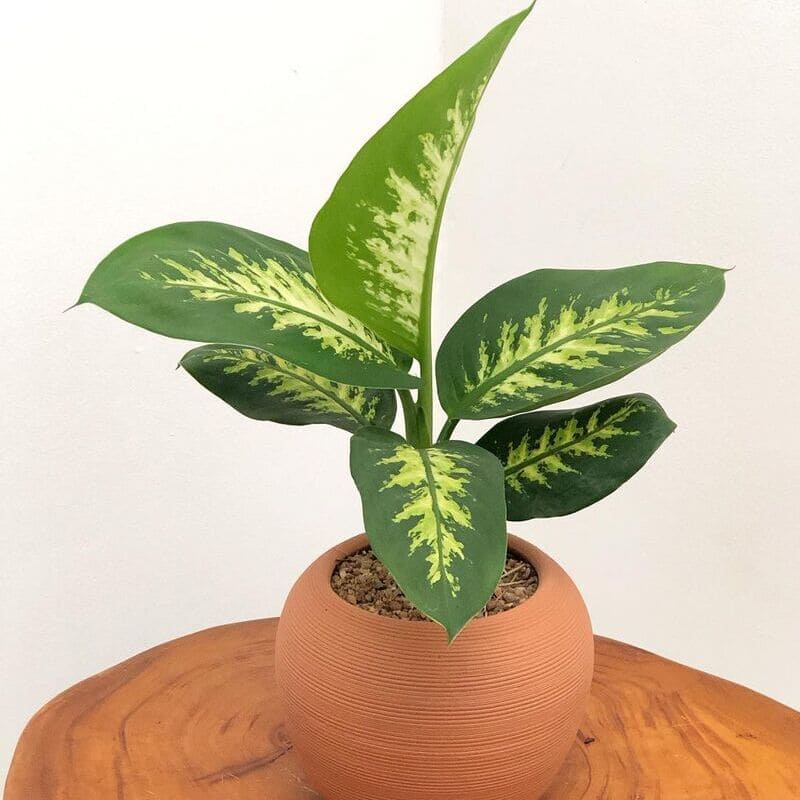 Comigo-ninguém-pode: a folhagem de presença forte que transforma e protege os ambientes