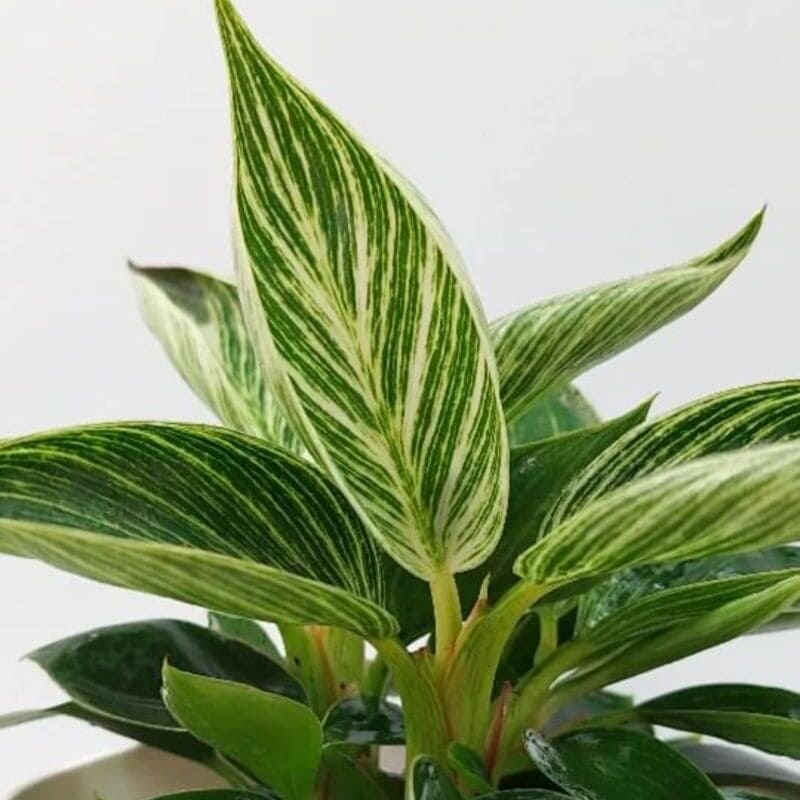 Filodendro Birkin: cuidados essenciais para uma folhagem exuberante