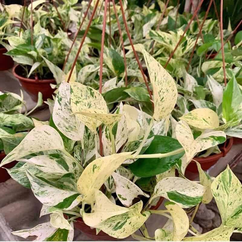 Qual Planta Jiboia é ideal para você? Descubra os tipos mais populares e seus cuidados