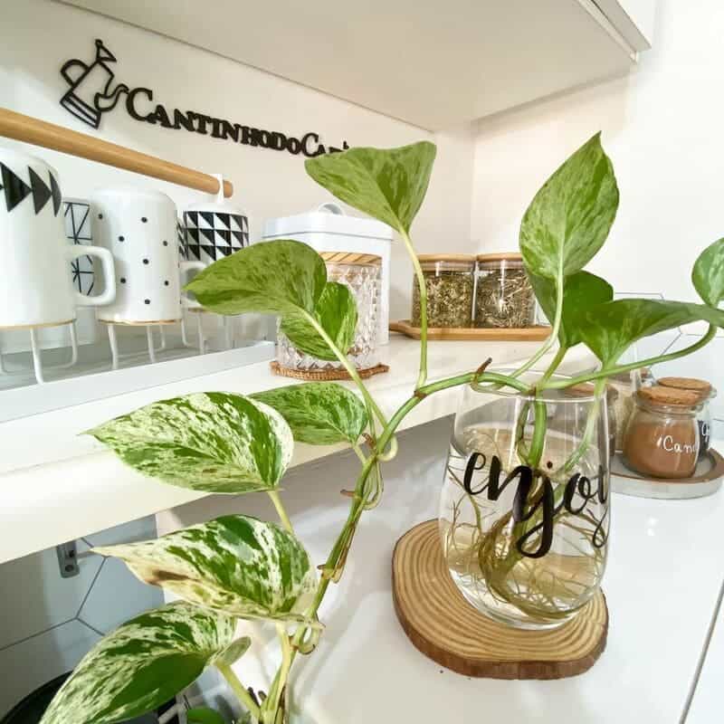 Especialistas ensinam a forma correta de como fazer muda de jiboia.