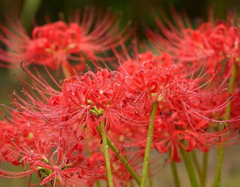 Lírio aranha vermelho: significados, características, curiosidades e cultivo.