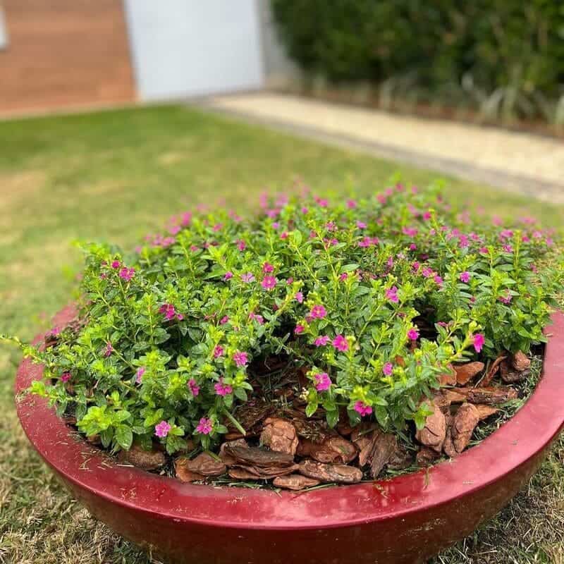 Mini erica: flores delicadas e vibrantes que encantam o jardim