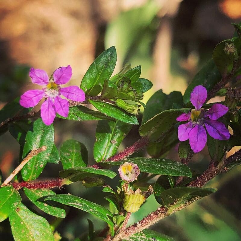 Mini erica: flores delicadas e vibrantes que encantam o jardim
